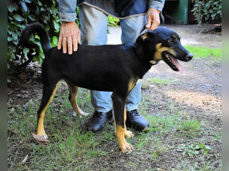Domitia - neugierige Junghündin mit sanftem Wesen