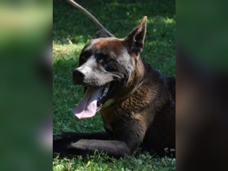 Chufo - ein Energiebündel