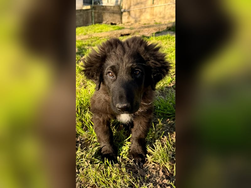 Thor - bereit für sein ganz persönliches Donnerwetter an Liebe
