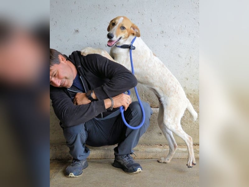 Molletta - Junghündin sucht Anschluss mit Streicheleinheiten