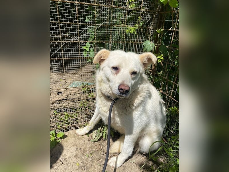 Gea - eine zarte Seele auf der Suche nach ihren Menschen