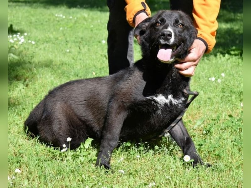 Mansour - einer unter 700 im Hundelageralltag