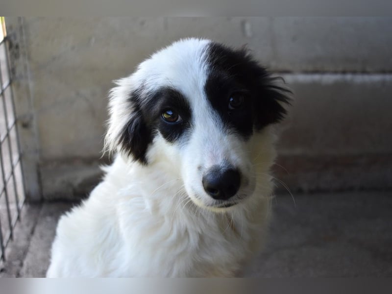 Jovian - Gute Laune hat einen Namen: Jovian