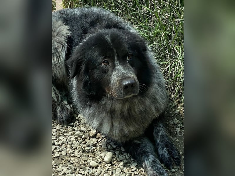 Olivia - Schüchterne Schönheit sucht neue Hunde-Menschen-Familie