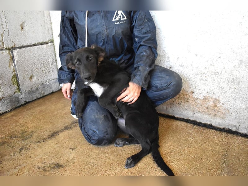 Nerissa - Das Märchen von den fünf Schwestern