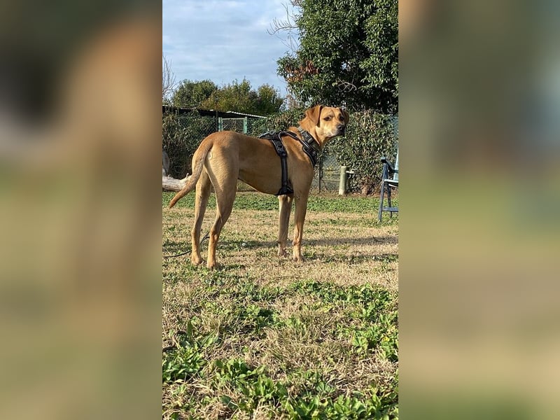 Jasper - Warten auf den einen Menschen