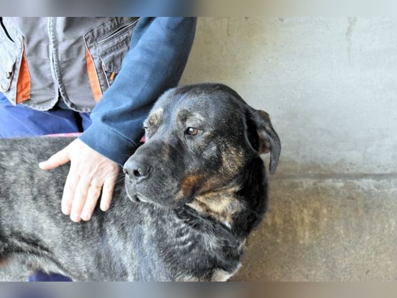 Rochus - Gestromte Liebe zu vergeben