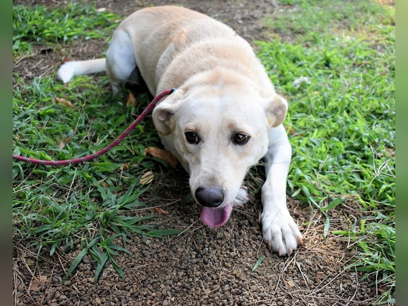 Hughie - macht ein Freundschaftsangebot