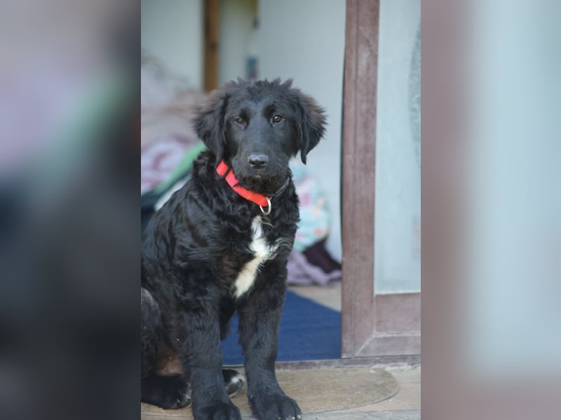 Thor - bereit für sein ganz persönliches Donnerwetter an Liebe