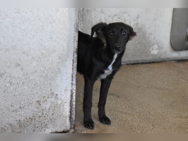 Nerissa - Das Märchen von den fünf Schwestern