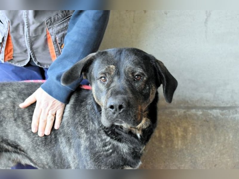 Rochus - Gestromte Liebe zu vergeben