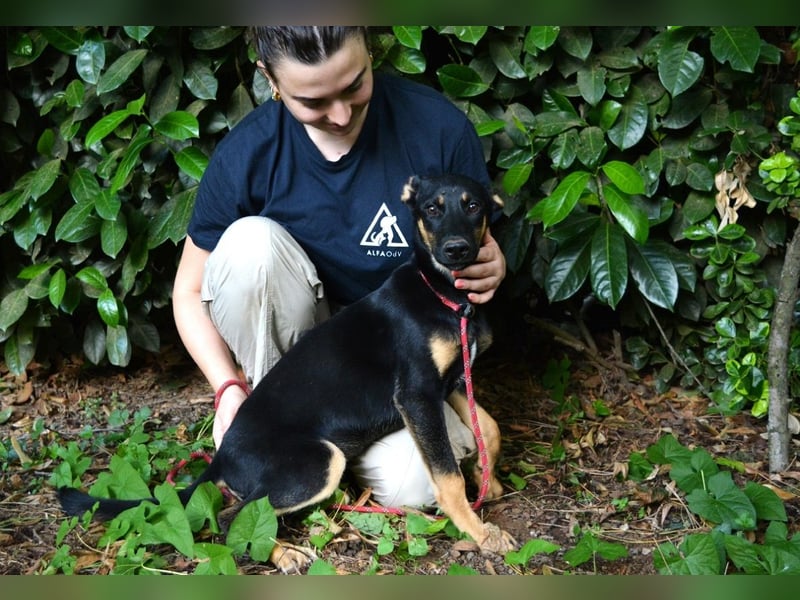 Drifa - vorsichtiges Hundemädchen auf der Suche nach Geborgenheit