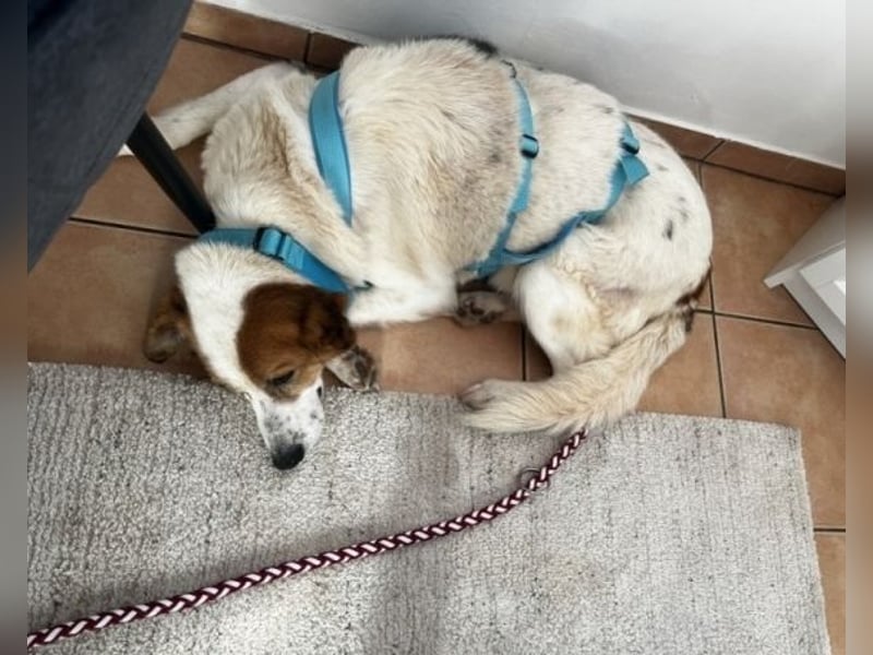 Elpidius - Ein Ziel ohne Plan bleibt nur ein Wunsch