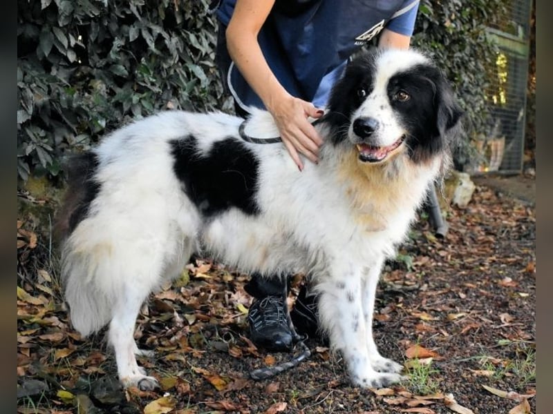 Puccie - unser liebes Mädchen...