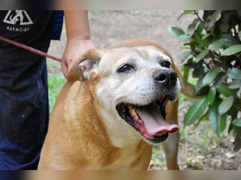 Rinaldo - Gold-Senior sucht dringend ein Zuhause