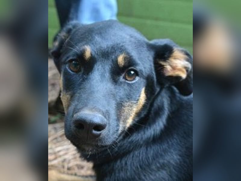 Djamica - fröhliche Junghündin mit offenem Herzen