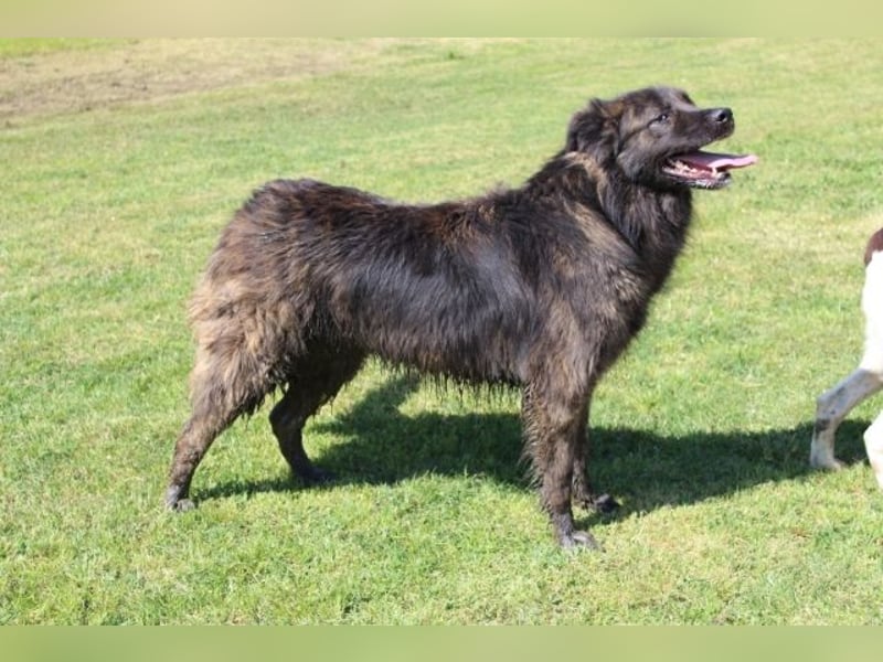 Nayra - unsere Süße