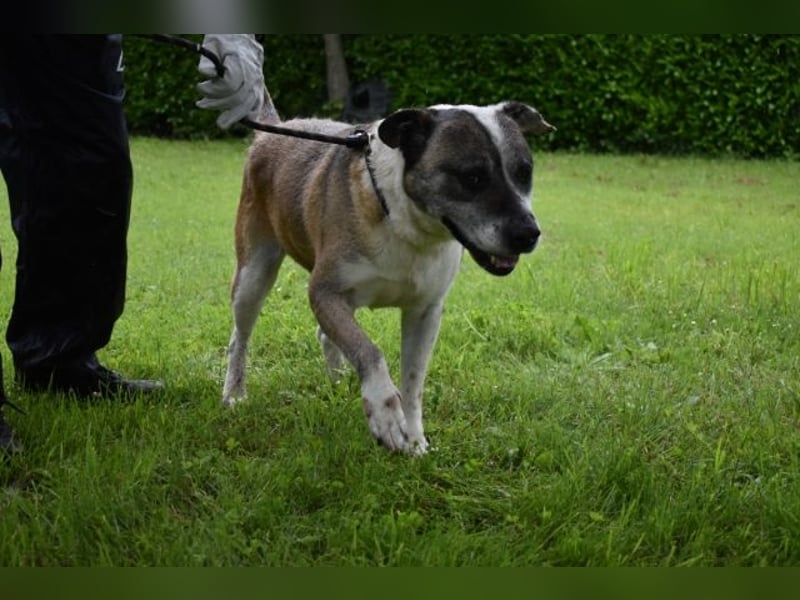 Chucky - Großer Hund sucht großes Herz