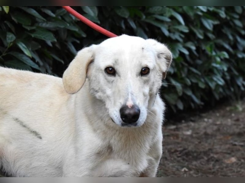 Popeye - Auf zögerlichen Pfoten ins Glück