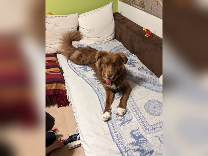 Eurialo - SOS - Dringend Pflegestelle oder neues Zuhause gesucht/Wenn du alles verlierst