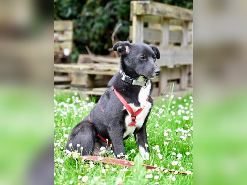 Flaviano - Wenn Du mich holst, bleib ich bei Dir