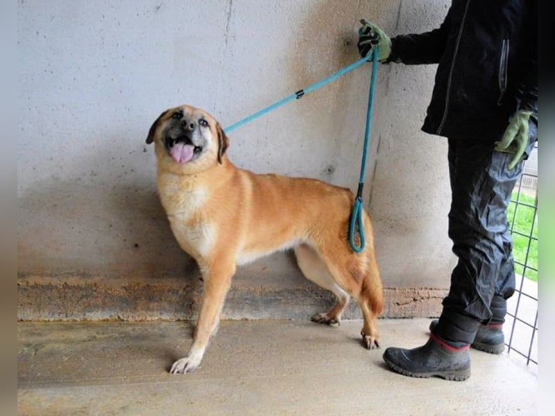 Astrea - Eine Hündin, die nach den Sternen greift