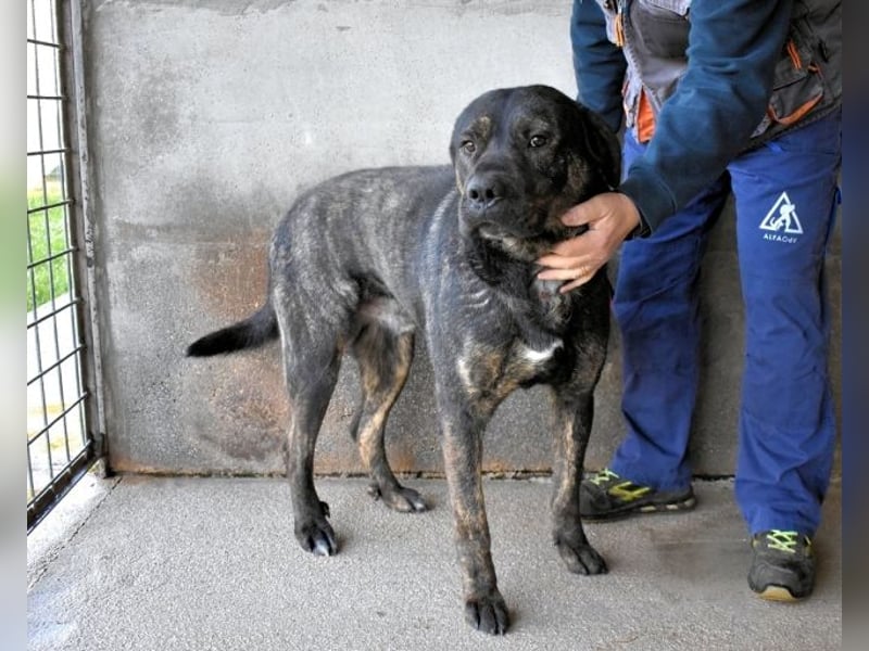 Rochus - Gestromte Liebe zu vergeben