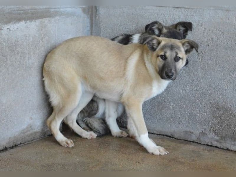 Quivira - Kleines Hundekind, was nun?