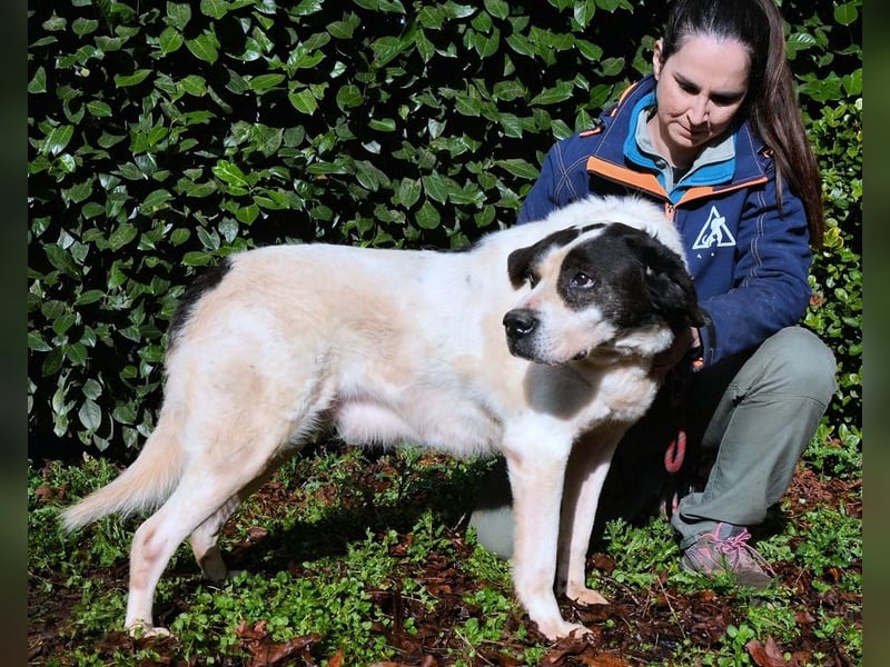 Poldino - Talent zum Seelenhund