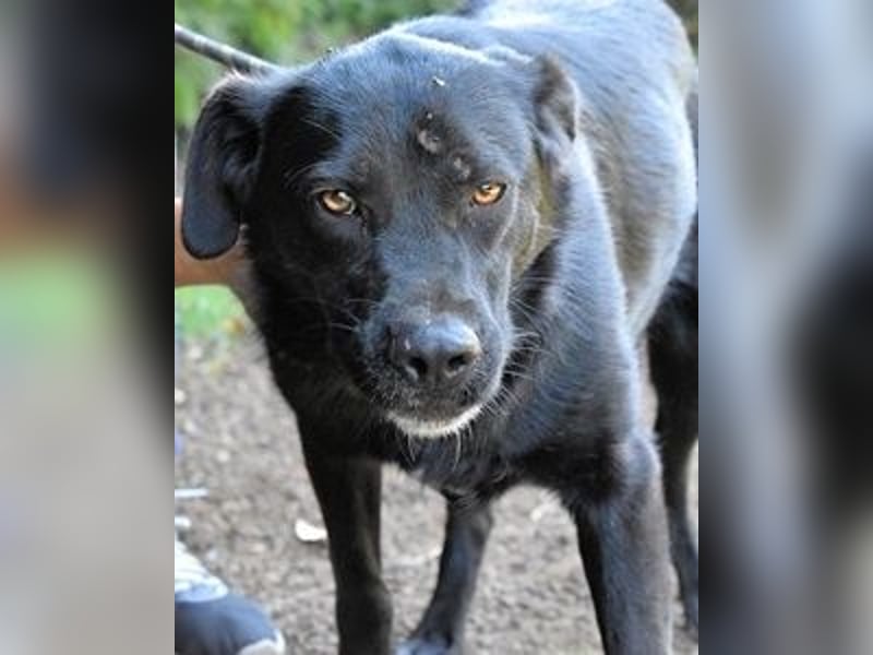 Saffiro - Ein Schritt Richtung Hundeglück