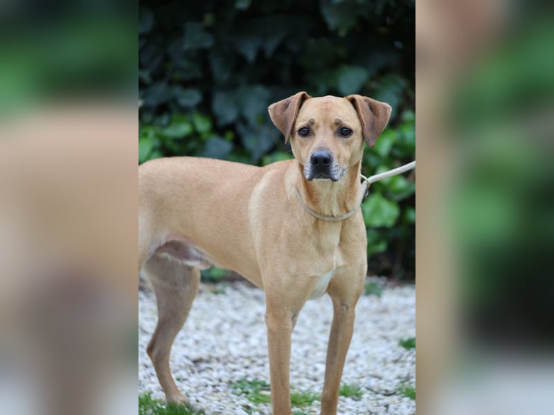 Jasper - Warten auf den einen Menschen