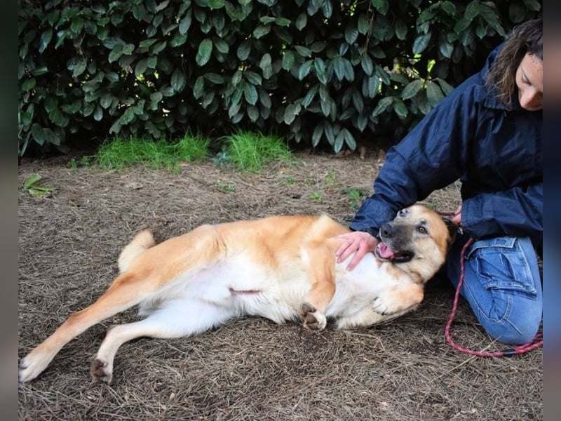 Oddy - Der "Seltsame" mit den Bernsteinaugen