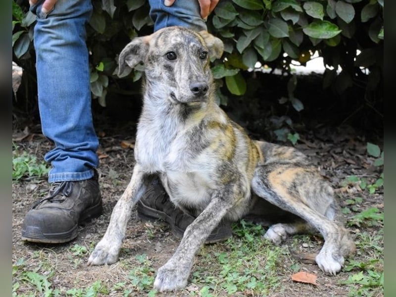 Uladine - hat alles verloren...