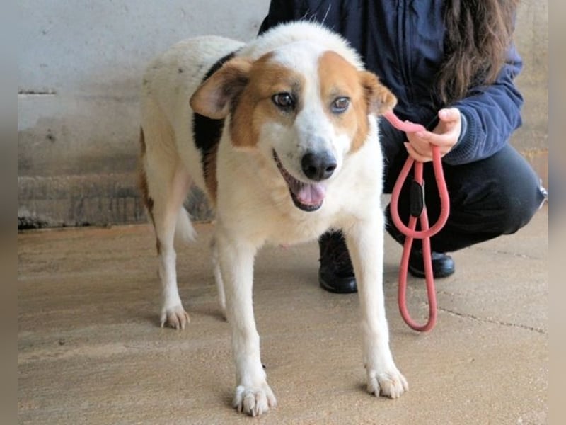 Elpidius - Ein Ziel ohne Plan bleibt nur ein Wunsch