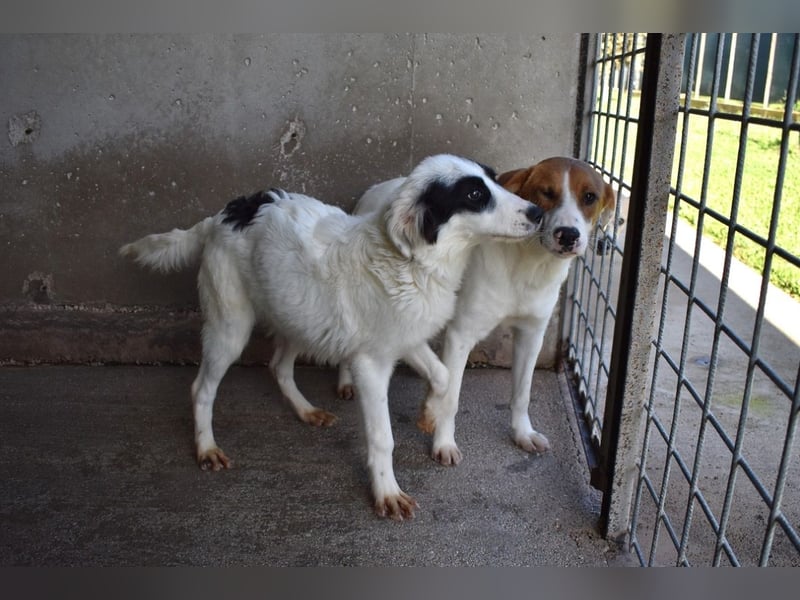 Jovian - Gute Laune hat einen Namen: Jovian