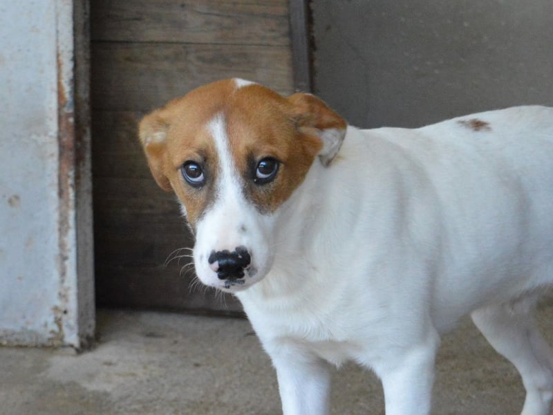 Tyber - Wer gibt mir einen Vertrauens-Schubser?