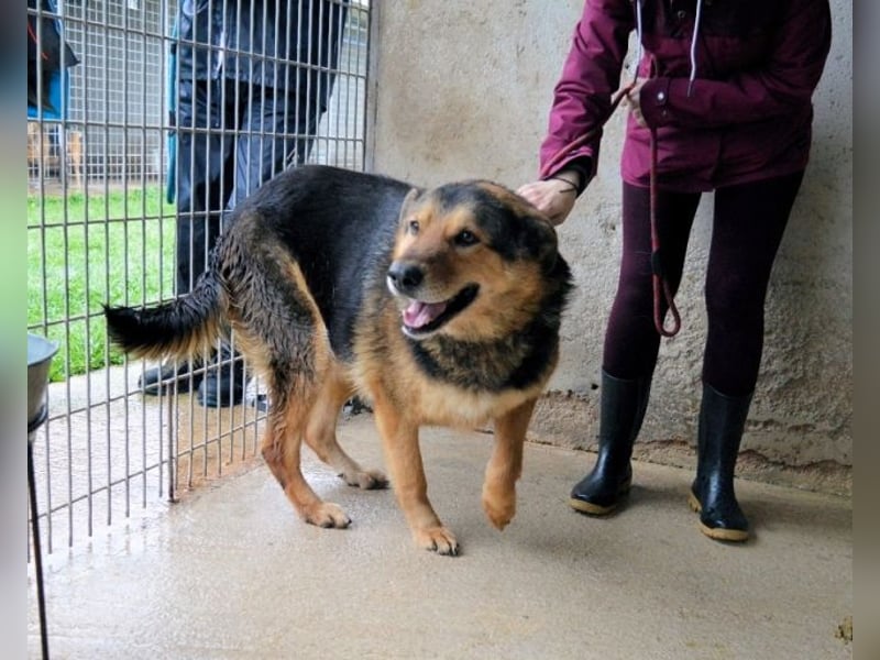 Annalise - Eine liebevolle Gefährtin sucht ihren Menschen Annalise - Eine liebevolle Gefährtin sucht ihren Menschen