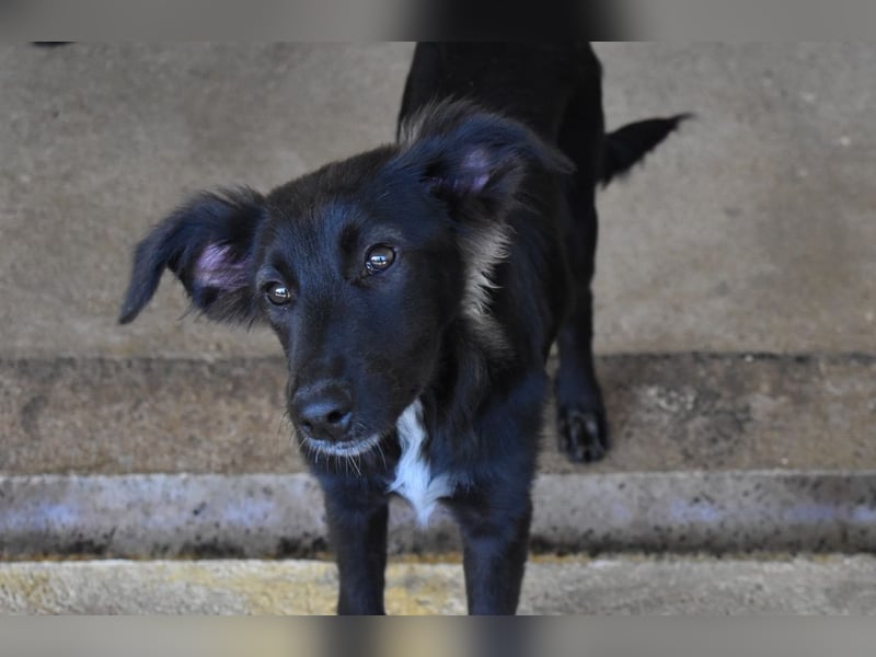 Nerissa - Das Märchen von den fünf Schwestern