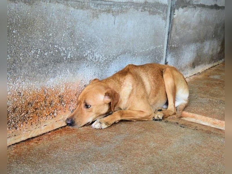 Magee - Lass die Hoffnung siegen