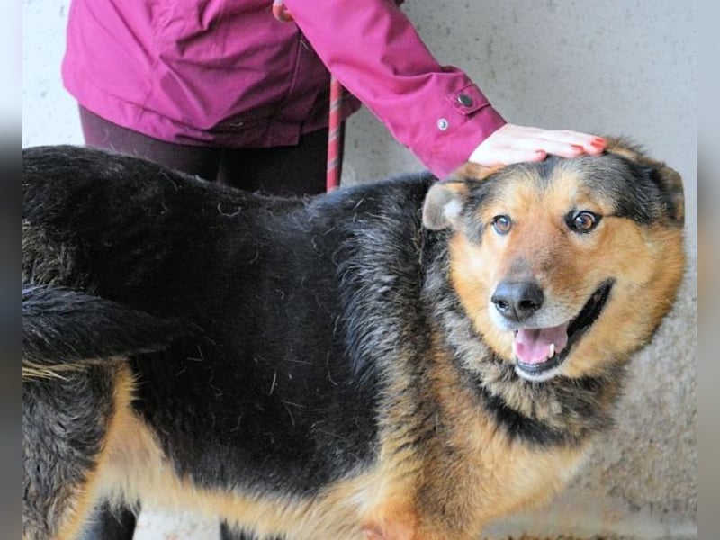 Annalise - Eine liebevolle Gefährtin sucht ihren Menschen Annalise - Eine liebevolle Gefährtin sucht ihren Menschen