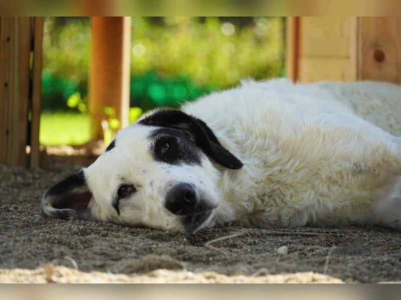 Marni - Dieses Herz hat schon zu lange gewartet