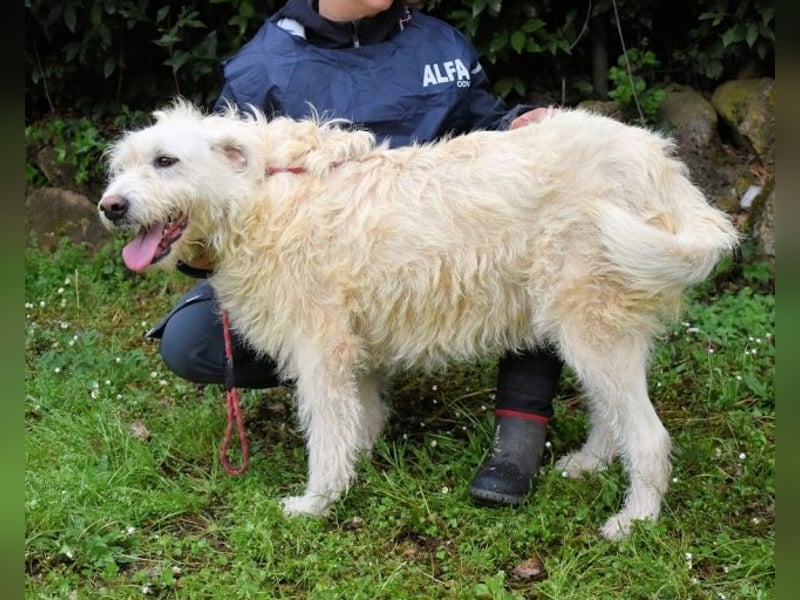 Gatsby - Der große Gatsby sucht seine Daisy