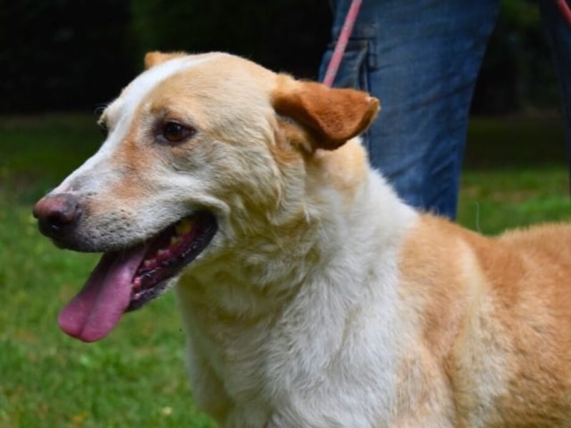 Saphir - träumt von einem Zuhause...