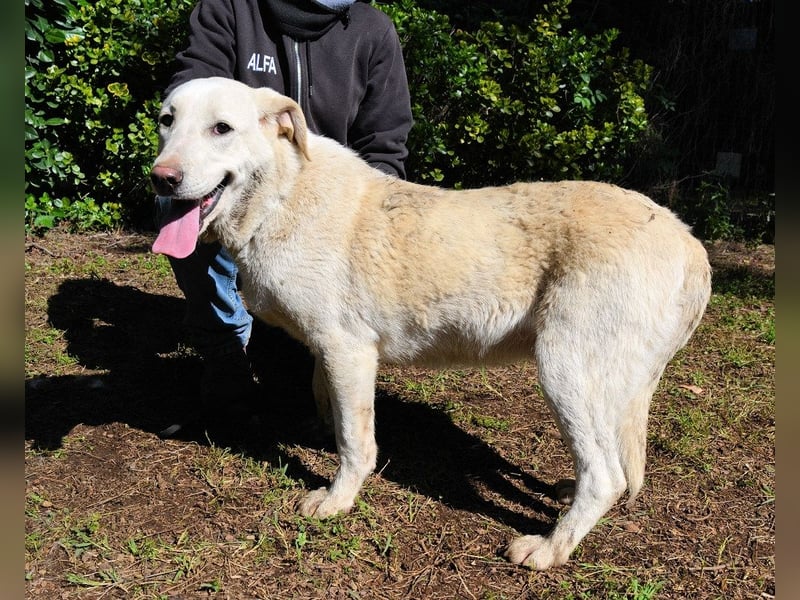 Shaydon - Ein riesiges Missverständnis!