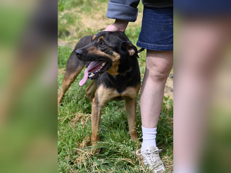 Robin - (Dringend Zuhause oder Pflegestelle gesucht) Ein unbeschriebenes Blatt...