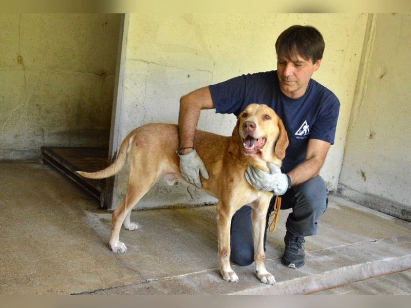 Dioneo - NOTFALL - Zeit heilt hier nichts