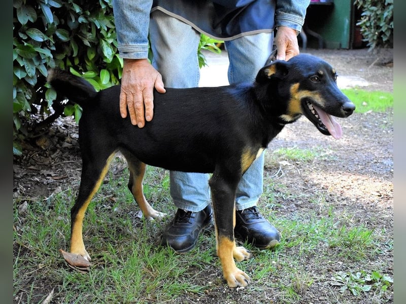 Domitia - neugierige Junghündin mit sanftem Wesen