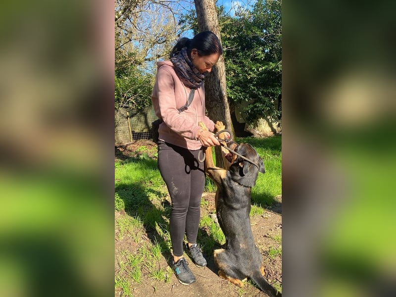 Robin - (Dringend Zuhause oder Pflegestelle gesucht) Ein unbeschriebenes Blatt...