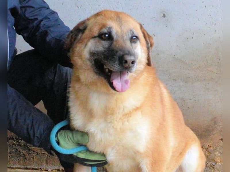 Astrea - Eine Hündin, die nach den Sternen greift