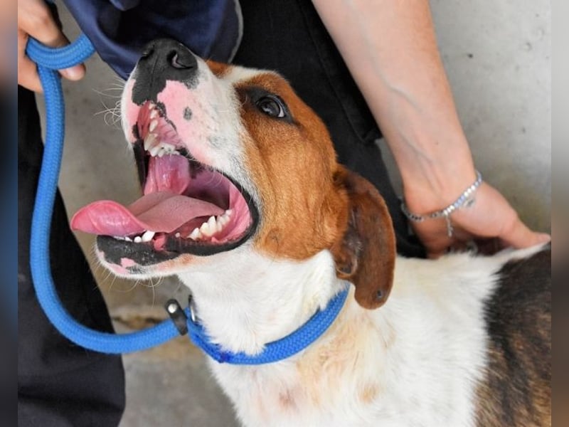Olli - Quirliges Hundekind braucht dringend Familie